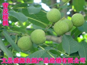 綿核桃 品種、價(jià)格與圖片全解析