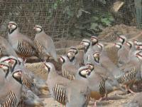 批發閩南優質鷓鴣 泉州、廈門、漳州、福州、莆田，直供世界工廠網